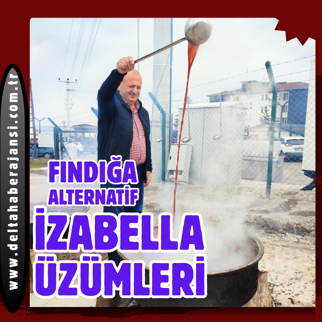 FINDIĞA ALTERNATİF, İZABELLA ÜZÜMLERİ...